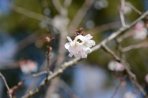 2016桜.jpg