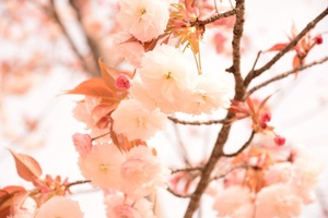 桜5_s.jpg